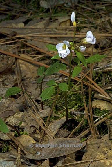 cardamine californica 1 graphic